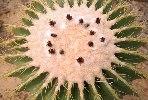 Un cactus de jardín en luz suave — Foto de Stock