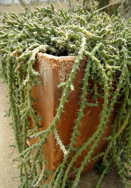 Kaktusy w doniczce — Zdjęcie stockowe