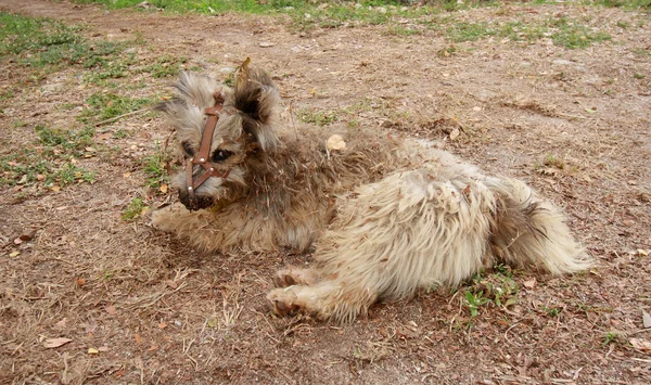 Sad dog lying on the grass dry. — Stock Photo, Image