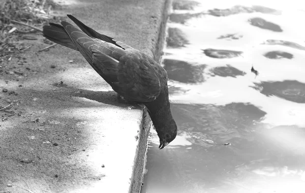 寻找食物的鸽子 — 图库照片