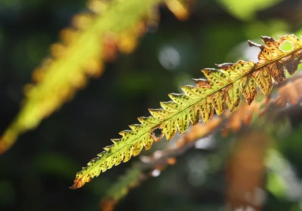 Closeup of ferns in sunlight — Stock Photo, Image