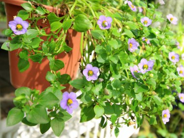 Farsça centiyana veya küçük mor çiçekler.