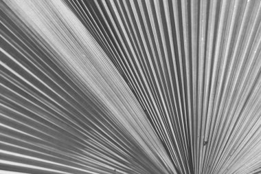 Işık arka plan palmiye yaprakları.