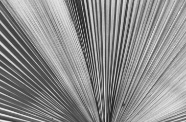 Işık arka plan palmiye yaprakları.