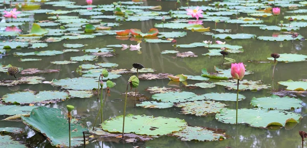 这个美丽的睡莲或莲花花 — 图库照片