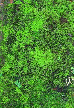 Ferns rock, yumuşak odak üzerinde