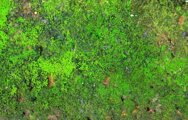 Ferns rock, yumuşak odak üzerinde