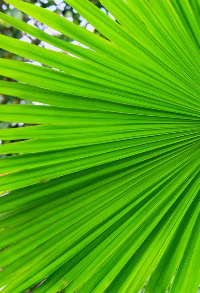 Textuur van groene palmtak — Stockfoto