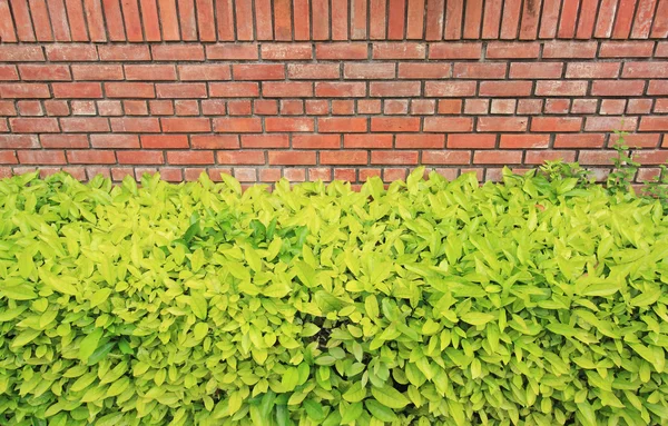 Tree with brick wall background — Stock Photo, Image