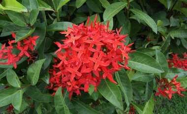 Ixora, Rubiaceae familyasından bir bitki cinsidir.