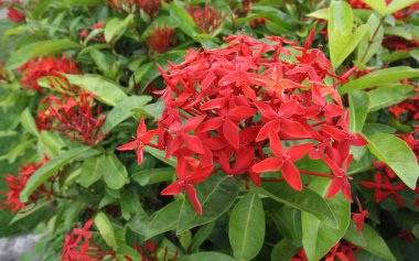 Ixora, Rubiaceae familyasından bir bitki cinsidir.