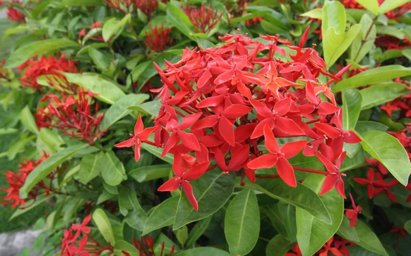 Ixora is a genus of flowering plants in the Rubiaceae family — Stock Photo, Image