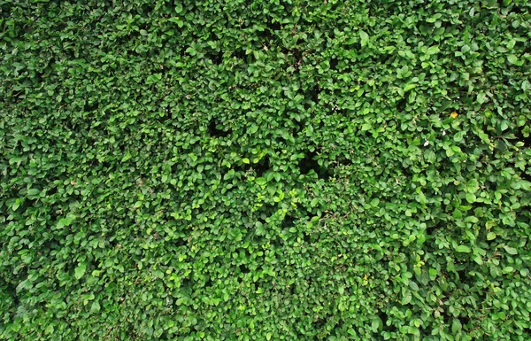 Foglie verdi per sfondo — Foto Stock