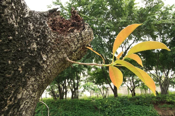 Gamla träd bark textur med unga gröna växter. — Stockfoto