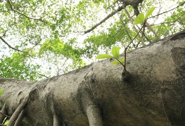 Stary tekstura Kora drzewa z zielonych roślin. — Zdjęcie stockowe