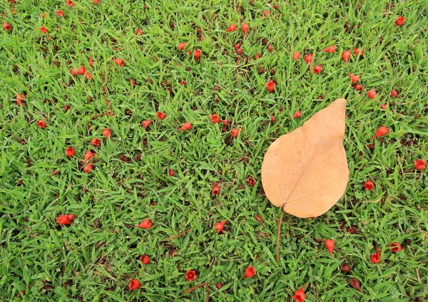 Folhas secas no gramado com flores de outono . — Fotografia de Stock