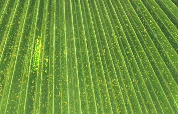 绿色的棕榈叶的纹理 — 图库照片