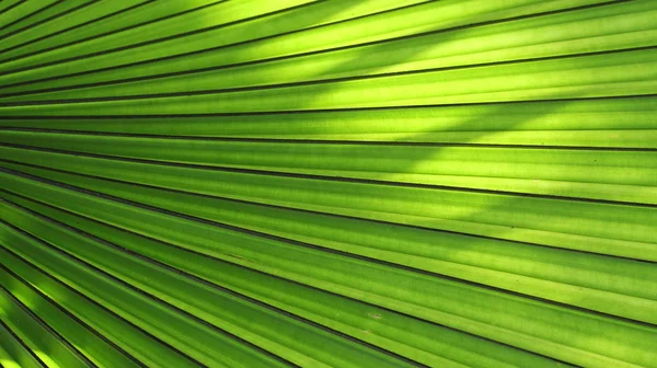 Textuur van groene palmtak — Stockfoto