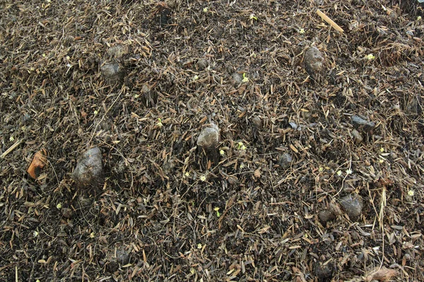 Soil in garden with dry grass — Stock Photo, Image