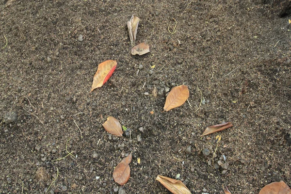 Solo no jardim com grama seca — Fotografia de Stock