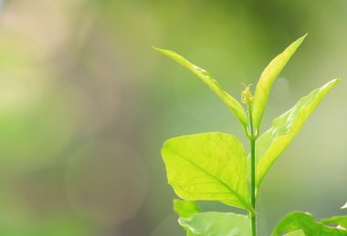 Sabahın köründe genç bir bitki