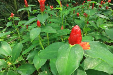 Zencefil çiçek. Bilimsel adı (costus speciosus )