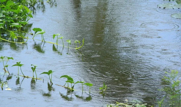 Hujan jatuh dan memercikkan air di kolam — Stok Foto