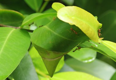 Karıncalar anda parlak yeşil yaprakları üzerinde.