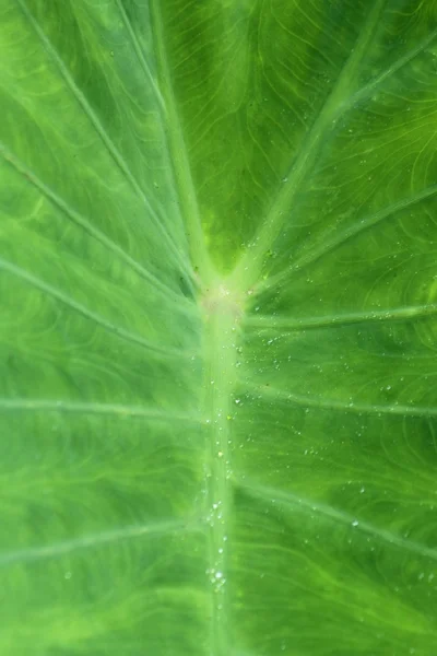 Yeşil caladium yaprak dokular — Stok fotoğraf