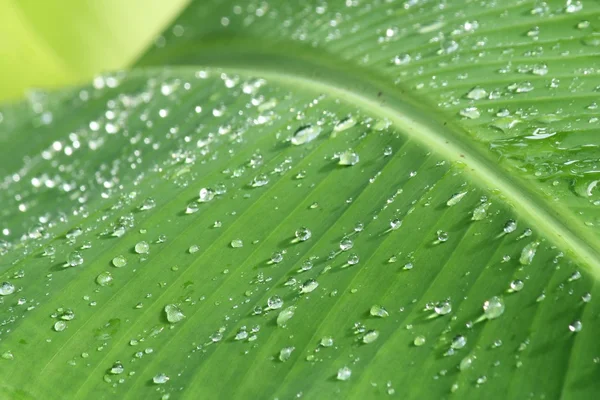 물의 배경 녹색 잎에 드랍 스 — 스톡 사진