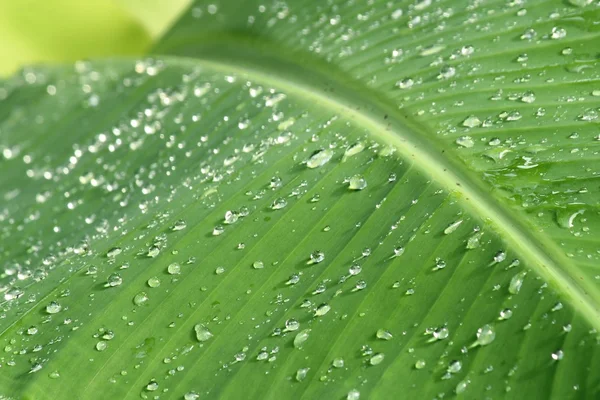 Latar belakang tetes air di daun hijau — Stok Foto