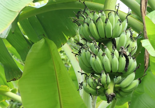 Banana tree with a bunch of bananas — Stock Photo, Image