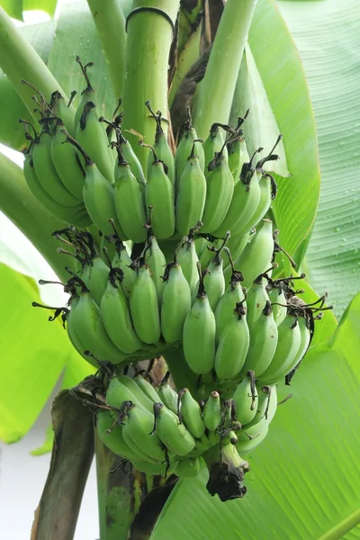 Banana tree with a bunch of bananas — Stock Photo, Image