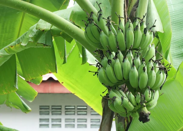 Banana tree with a bunch of bananas — Stock Photo, Image