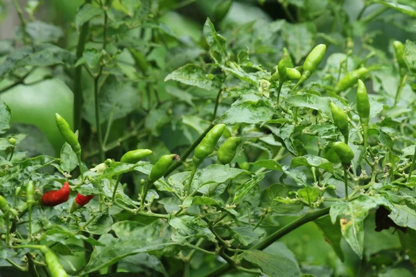 Grüne Chili- oder Chilischoten auf einem Baum — Stockfoto