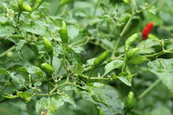 Grüne Chili- oder Chilischoten auf einem Baum — Stockfoto