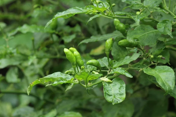 Grüne Chili- oder Chilischoten auf einem Baum — Stockfoto