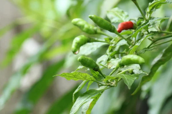 Grüne Chili- oder Chilischoten auf einem Baum — Stockfoto