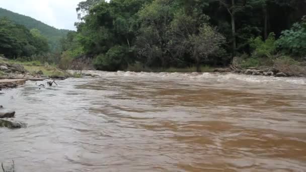 Mouvement rapide de l'eau dans la forêt . — Video