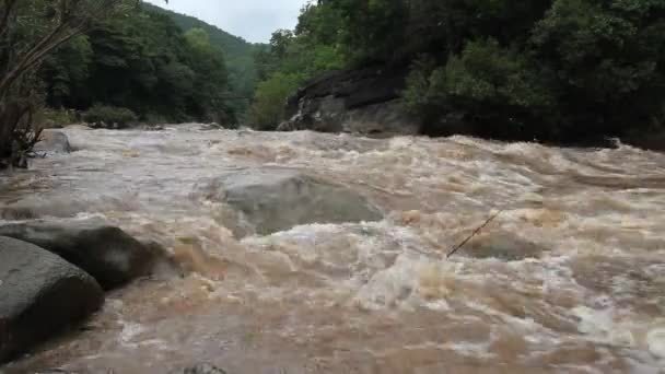 Mouvement rapide de l'eau dans la forêt . — Video