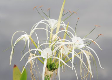 Örümcek Lily (Hymenocallis speciosa)
