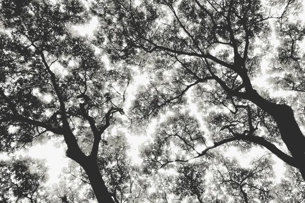 Sombra de árvore — Fotografia de Stock