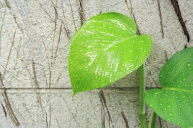 Yeşil bir yaprağa su damlıyor.