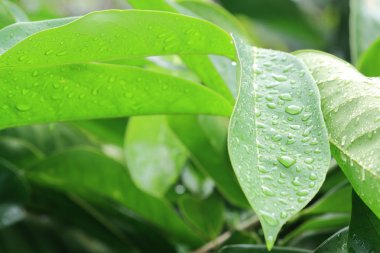 Yeşil bir yaprağa su damlıyor.