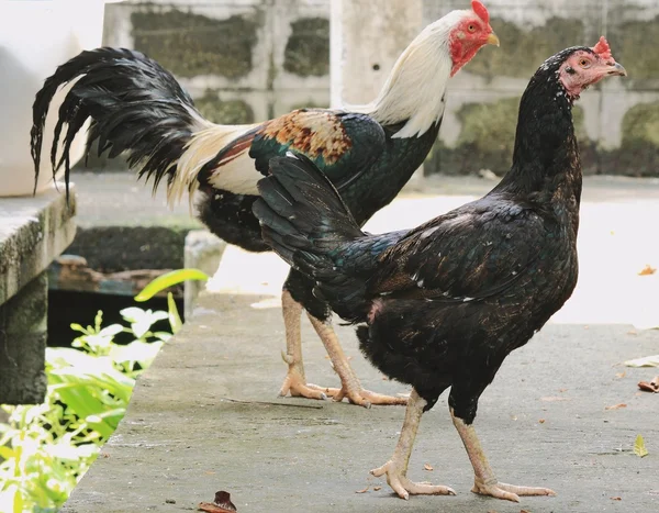 Black hen on walkway — Stock Photo, Image