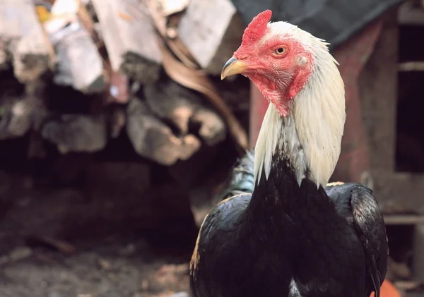 Galo ou galinha — Fotografia de Stock