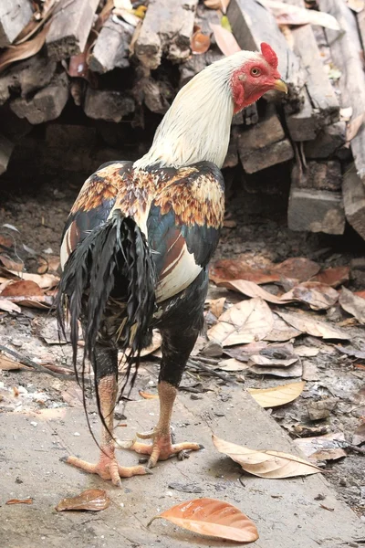 Gallo o pollo —  Fotos de Stock