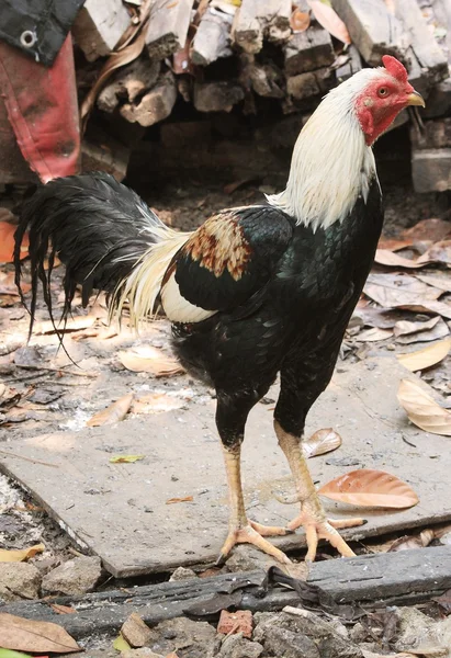 Ayam jago atau ayam — Stok Foto