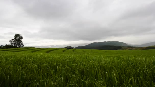 Gröna Terranced risfält i Pa Bong Piang — Stockvideo