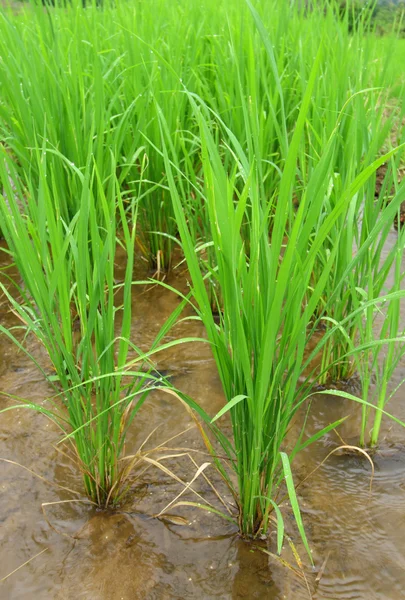 Саженцы риса на рисовой ферме — стоковое фото